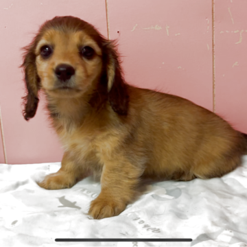 ミニチュアダックスフンド(ロング)【鹿児島県・女の子・2025年10月20日・レッド】の写真「可愛いお顔の女の子」