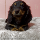 ミニチュアダックスフンド(ロング)