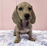 ミニチュアダックスフンド(スムース)【鹿児島県・男の子・2025年3月14日・シェーデッドイエロー】の写真1