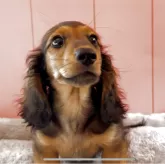 ミニチュアダックスフンド(ロング)【鹿児島県・男の子・2025年1月27日・レッド】の写真1