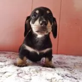 ミニチュアダックスフンド(スムース)【鹿児島県・女の子・2025年7月29日・ブラック&イエロー】の写真2