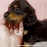 ミニチュアダックスフンド(ロング)【鹿児島県・男の子・2025年8月25日・ブラック&タン】の写真8