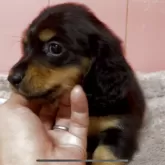 ミニチュアダックスフンド(ロング)【鹿児島県・男の子・2025年8月25日・ブラック&タン】の写真10