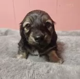 ミニチュアダックスフンド(ロング)【鹿児島県・男の子・2025年1月27日・シェーデッドイエロー】の写真15