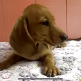 ミニチュアダックスフンド(スムース)【鹿児島県・男の子・2025年3月14日・シェーデッドイエロー】の写真6