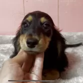 ミニチュアダックスフンド(ロング)【鹿児島県・女の子・2025年8月20日・ブラックタン】の写真4