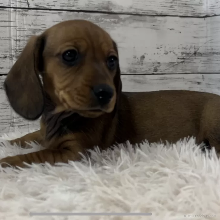 ID:2312-03572の子犬