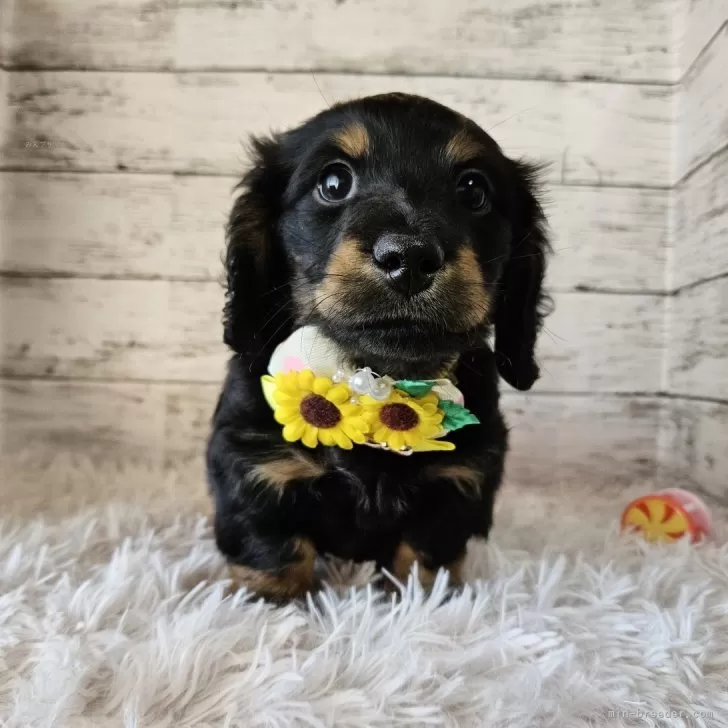 ID:2312-00320の子犬