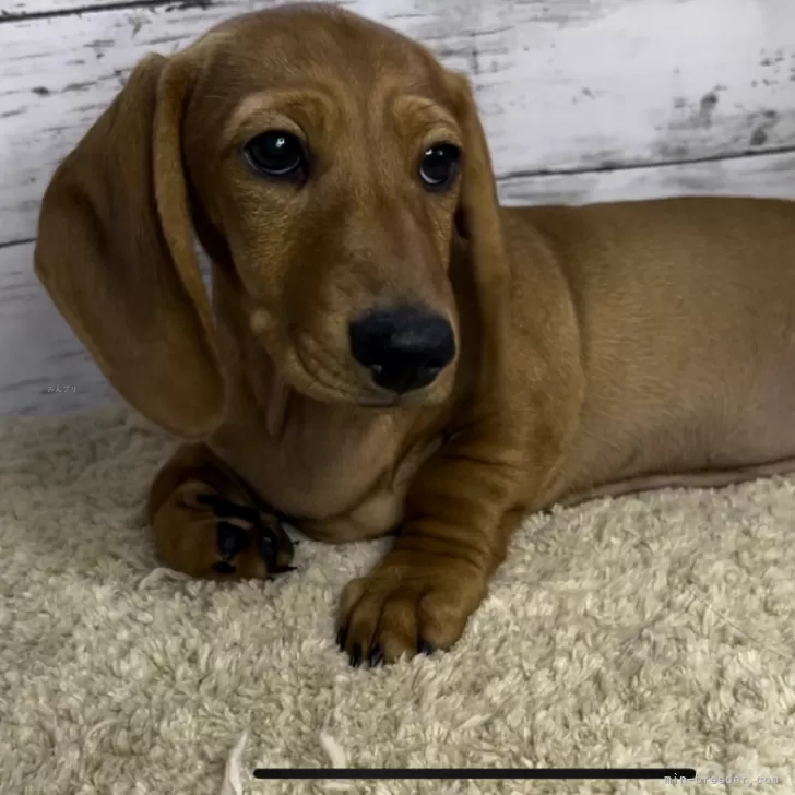 ID：2312-03571の子犬