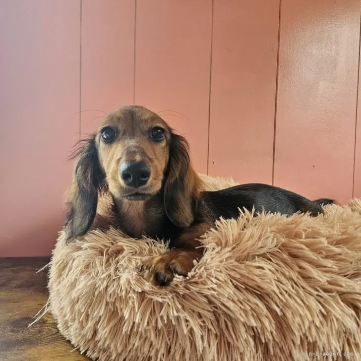 ID：2402-04140の子犬