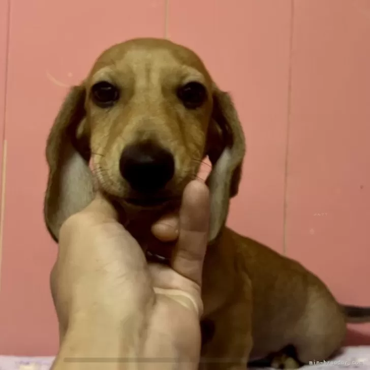 ID:2408-05469の子犬