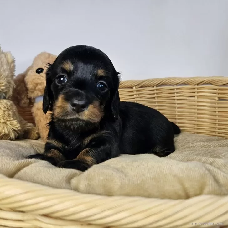 ID：2403-00331の子犬