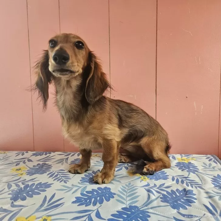 ID:2406-03979の子犬