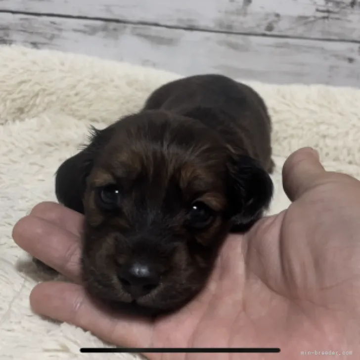 ID:2304-04205の子犬