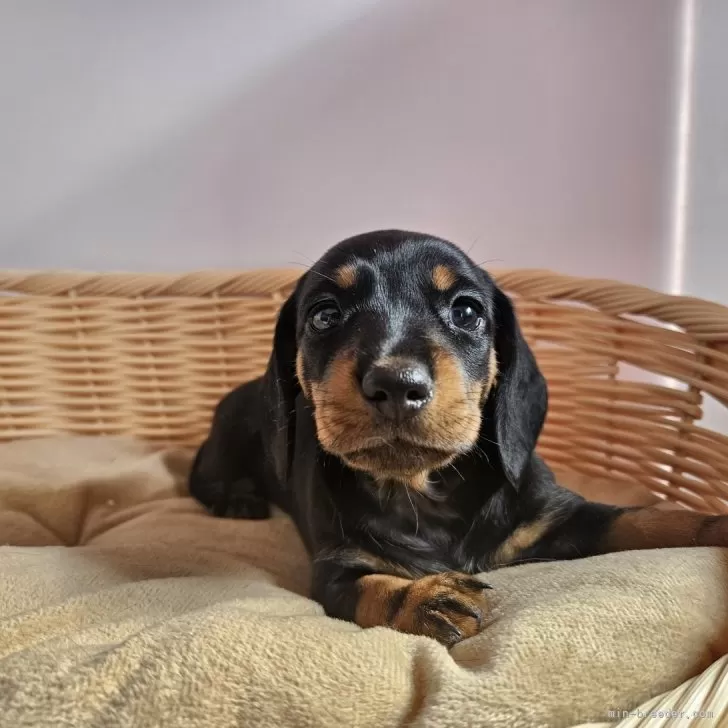 ID：2409-05746の子犬