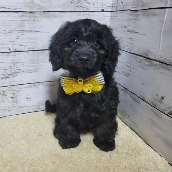 ID:2209-00495の子犬