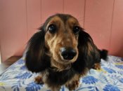 ミニチュアダックスフンド(ロング)【・女の子・2023年6月1日・レッド】