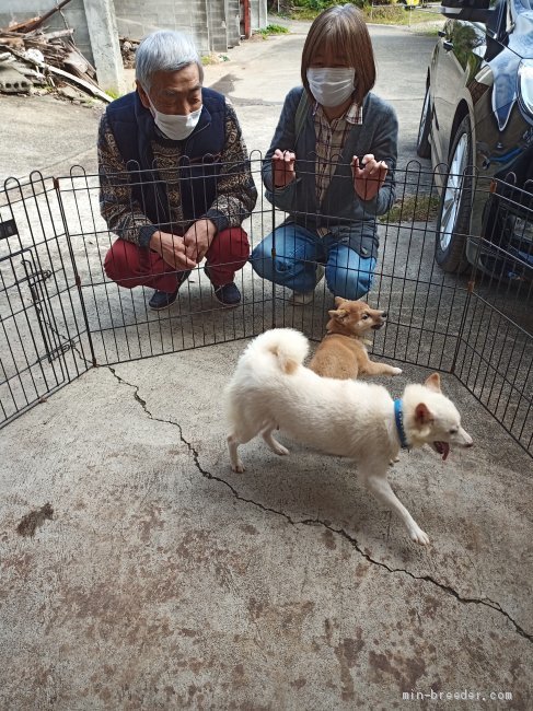 （豆柴）ご見学｜齊藤　洋子(さいとう　ようこ)ブリーダー(熊本県・柴犬など・日本社会福祉愛犬協会登録)の紹介写真1