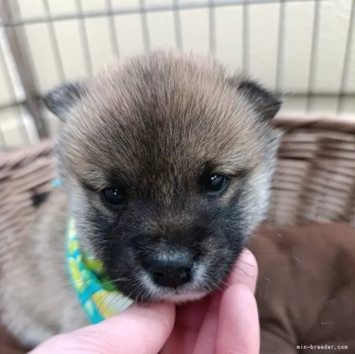 ID:2502-02116の子犬