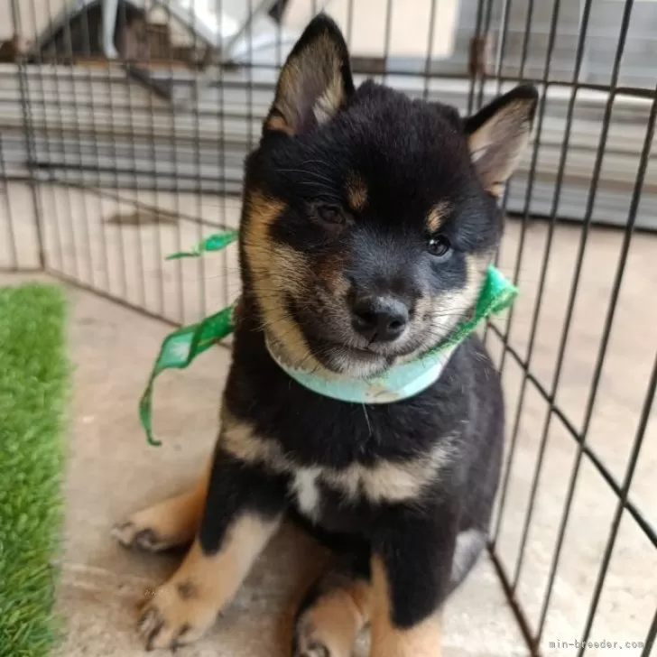 ID:2505-05432の子犬