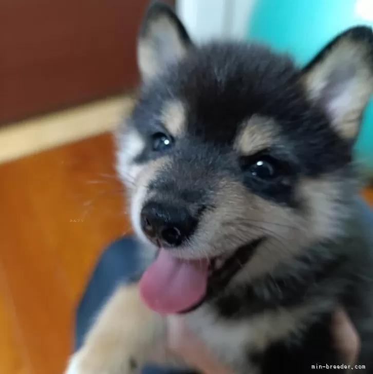 ID：2507-00722の子犬