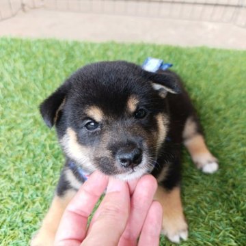 柴犬(豆柴)【熊本県・男の子・2025年7月4日・黒色】の写真「マロも大きく小柄な男の子です。」