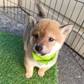 柴犬(豆柴)【熊本県・男の子・2025年10月13日・赤色】の写真「まだとても小さな赤色豆柴の男の子です」