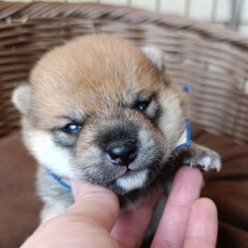 豆柴【熊本県・男の子・2025年5月8日・赤色】の写真「成長につれ可愛いく成ります。早期見学がおすすめです」
