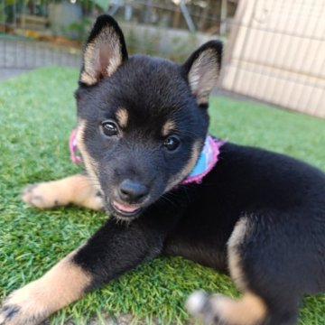 柴犬(豆柴)【熊本県・女の子・2025年8月20日・黒色】の写真「可愛らしく成長中の小さな黒色豆柴の女の子です!」