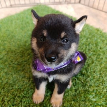 柴犬(豆柴)【熊本県・男の子・2025年7月4日・黒色】の写真「アズキSizeでバランスが取れた子です。」