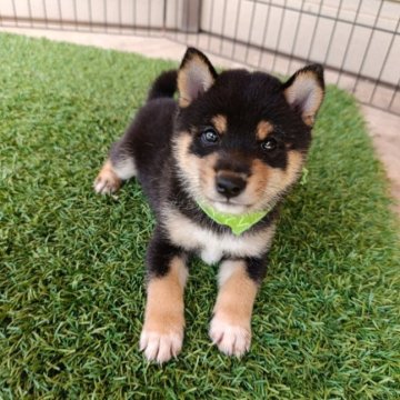 柴犬(豆柴)【熊本県・男の子・2025年8月19日・黒色】の写真「人気の黒色豆柴の男の子　マロが大きくハッキリした模」