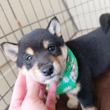 柴犬(豆柴)【熊本県・男の子・2025年1月17日・黒色】の写真「黒色豆柴の男の子
早期見学がオススメです」
