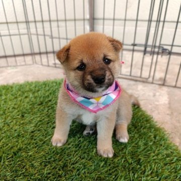 柴犬(豆柴)【熊本県・女の子・2025年7月18日・赤色】の写真「コロコロとして可愛い赤色豆の女の子です！」