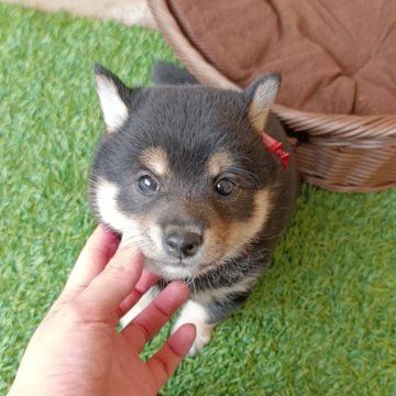 柴犬(豆柴)【熊本県・女の子・2025年4月14日・黒色】の写真「人気の黒色豆柴の女の子
ハッキリした模様です」