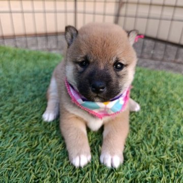 豆柴【熊本県・女の子・2025年10月10日・赤色】の写真「成長につれ可愛いく成ります。早期見学がおすすめです」