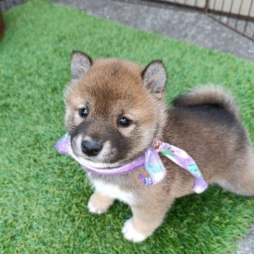 柴犬(豆柴)【熊本県・男の子・2025年1月20日・赤色】の写真「購入のコツ
早期見学で早く予約出来ます」