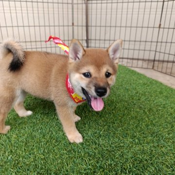 柴犬(豆柴)【熊本県・女の子・2025年6月28日・赤色】の写真「柴顔した豆柴女の子です。」