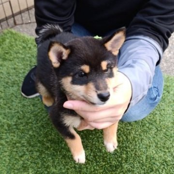 柴犬(豆柴)【熊本県・男の子・2025年8月19日・黒色】の写真「Size極豆小さい豆柴　マロ大　直ぐお渡し可能」