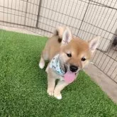 豆柴