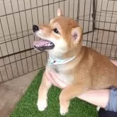 豆柴