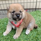 柴犬(豆柴)