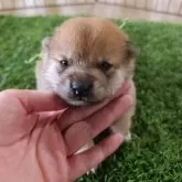 豆柴