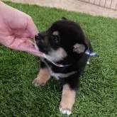 豆柴