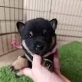 豆柴