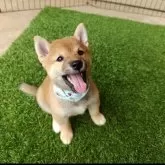 豆柴