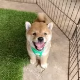 豆柴