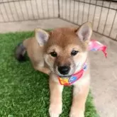 豆柴