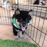 豆柴