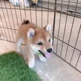 豆柴