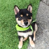 柴犬(豆柴)